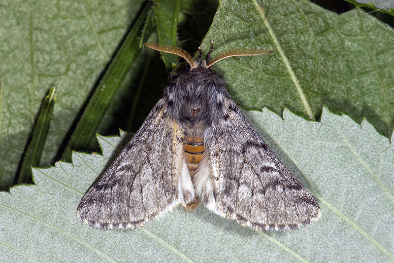 Notodontidae: Thaumetopoea pityocampa